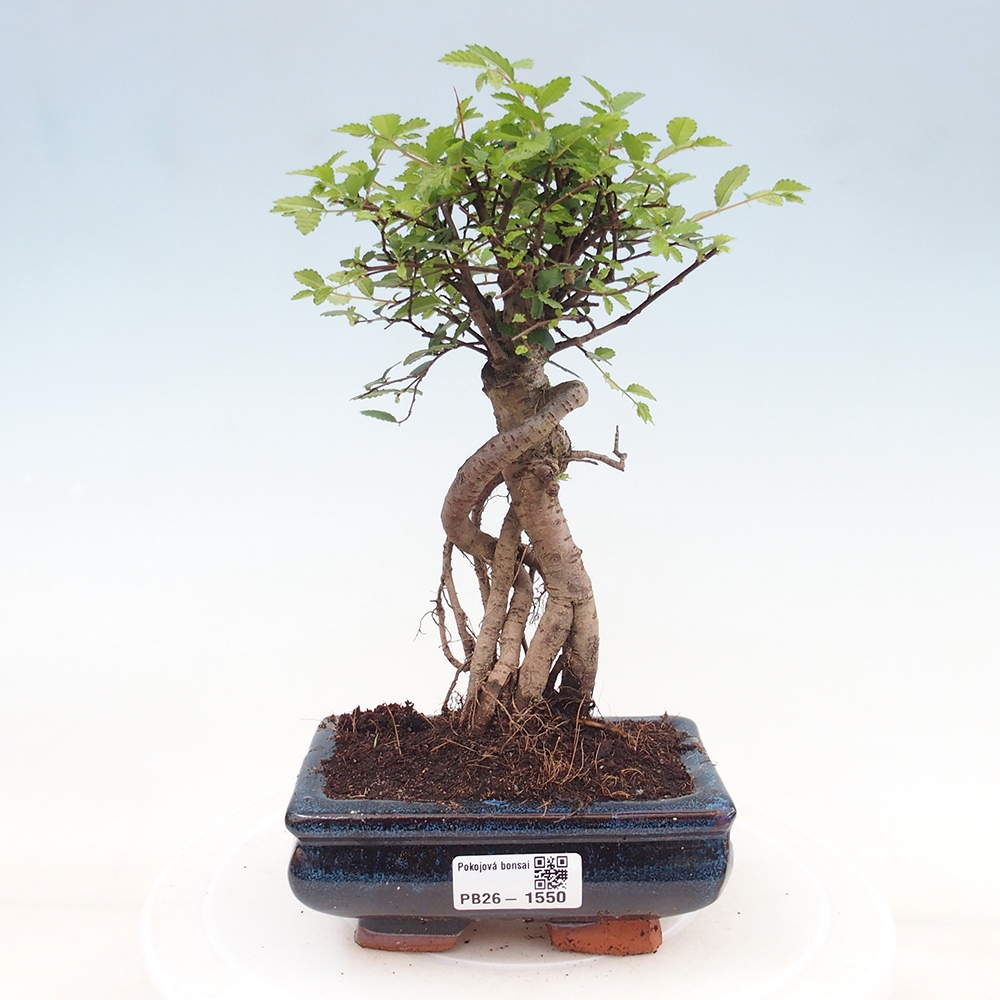 Kamerbonsai - Ulmus parvifolia - Winteriep