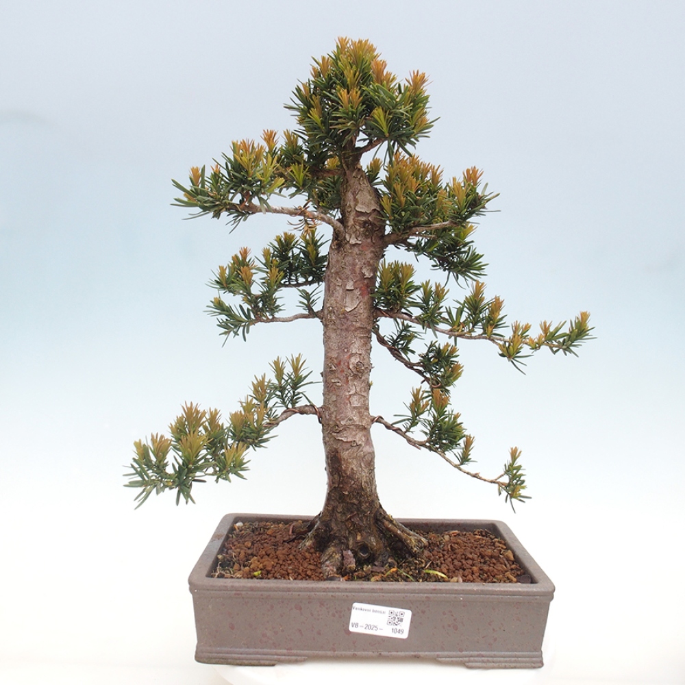Bonsai voor buiten - Taxus cuspidata - Japanse Taxus