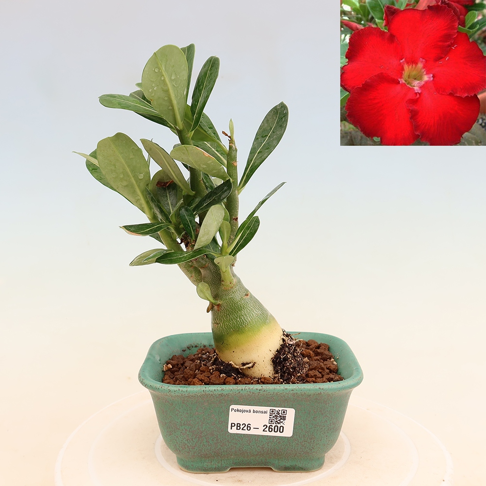 Kamerbonsai - Adenium obesum Red Star - Woestijnroos