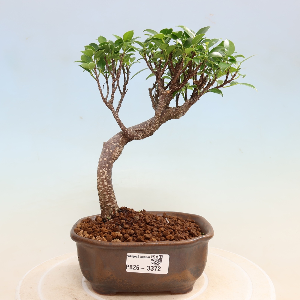 Kamerbonsai - Ficus kimmen - kleinbladige ficus