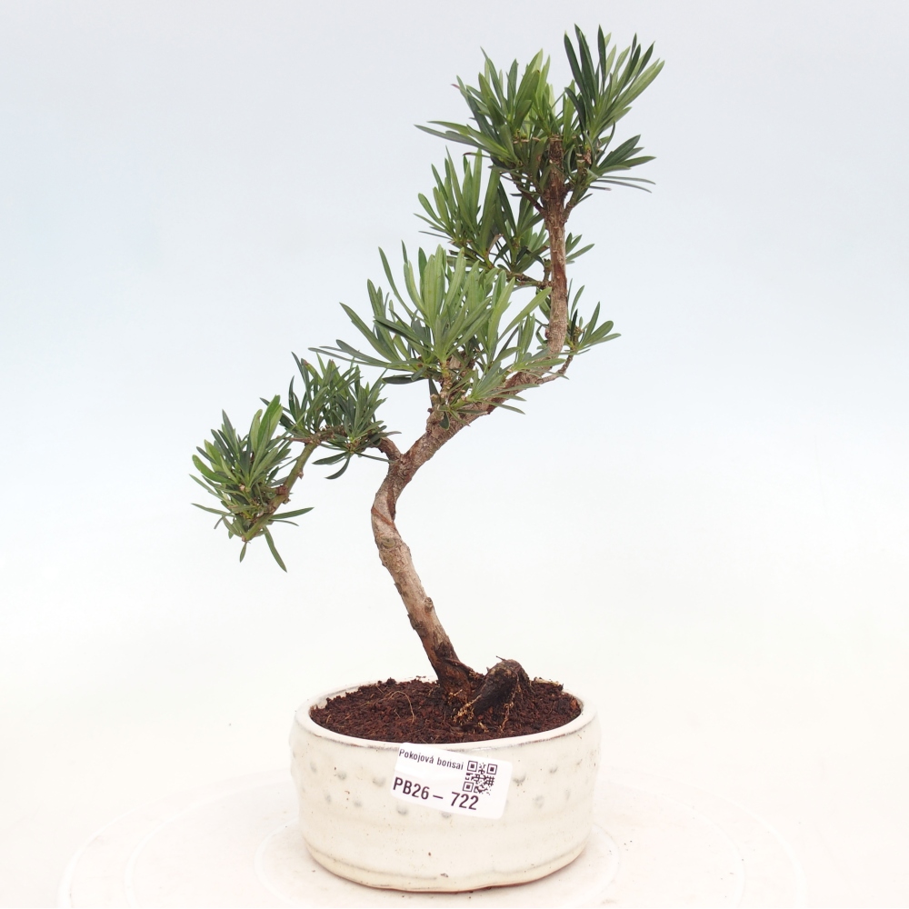 Kamerbonsai - Podocarpus - Taxus