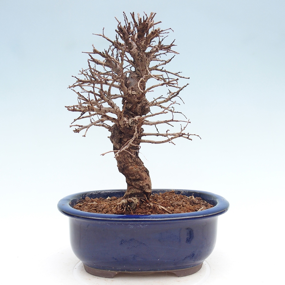 Bonsai voor buiten - Zelkova - Zelkova NIRE