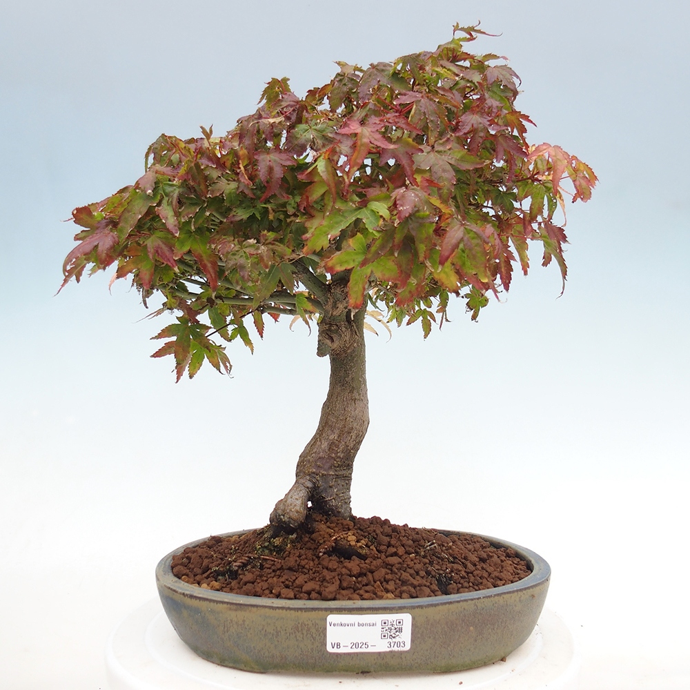 Acer palmatum KIOHIME - Palmeta-esdoorn