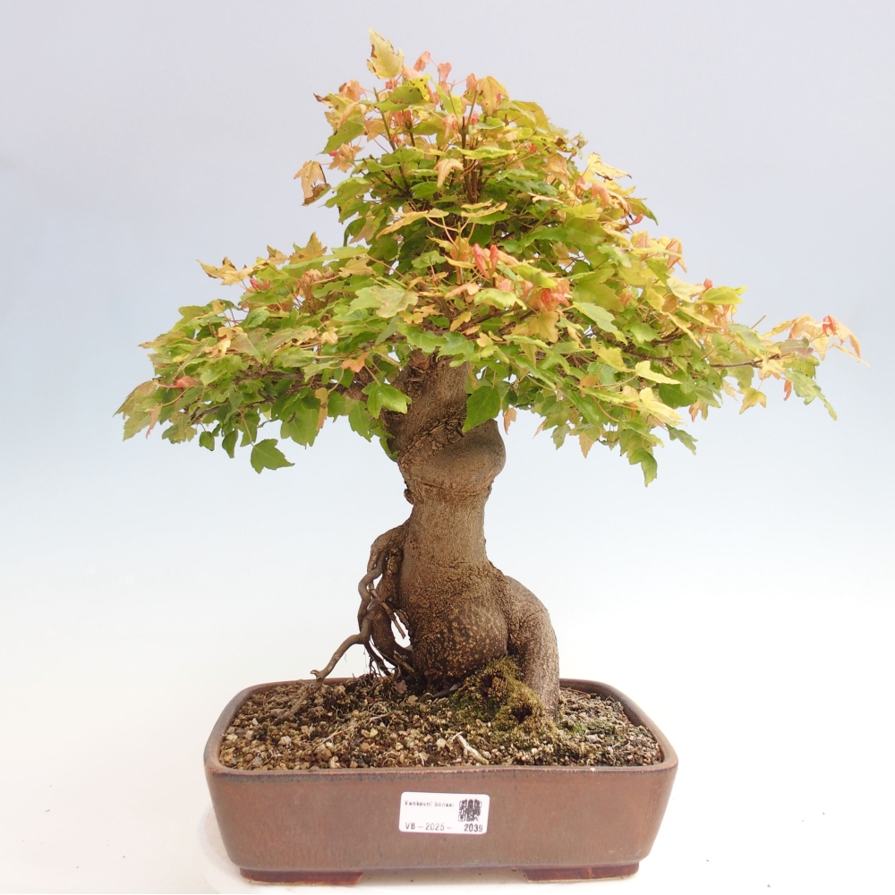 Bonsai voor buiten - Acer Buergerianum - Burgeresdoorn
