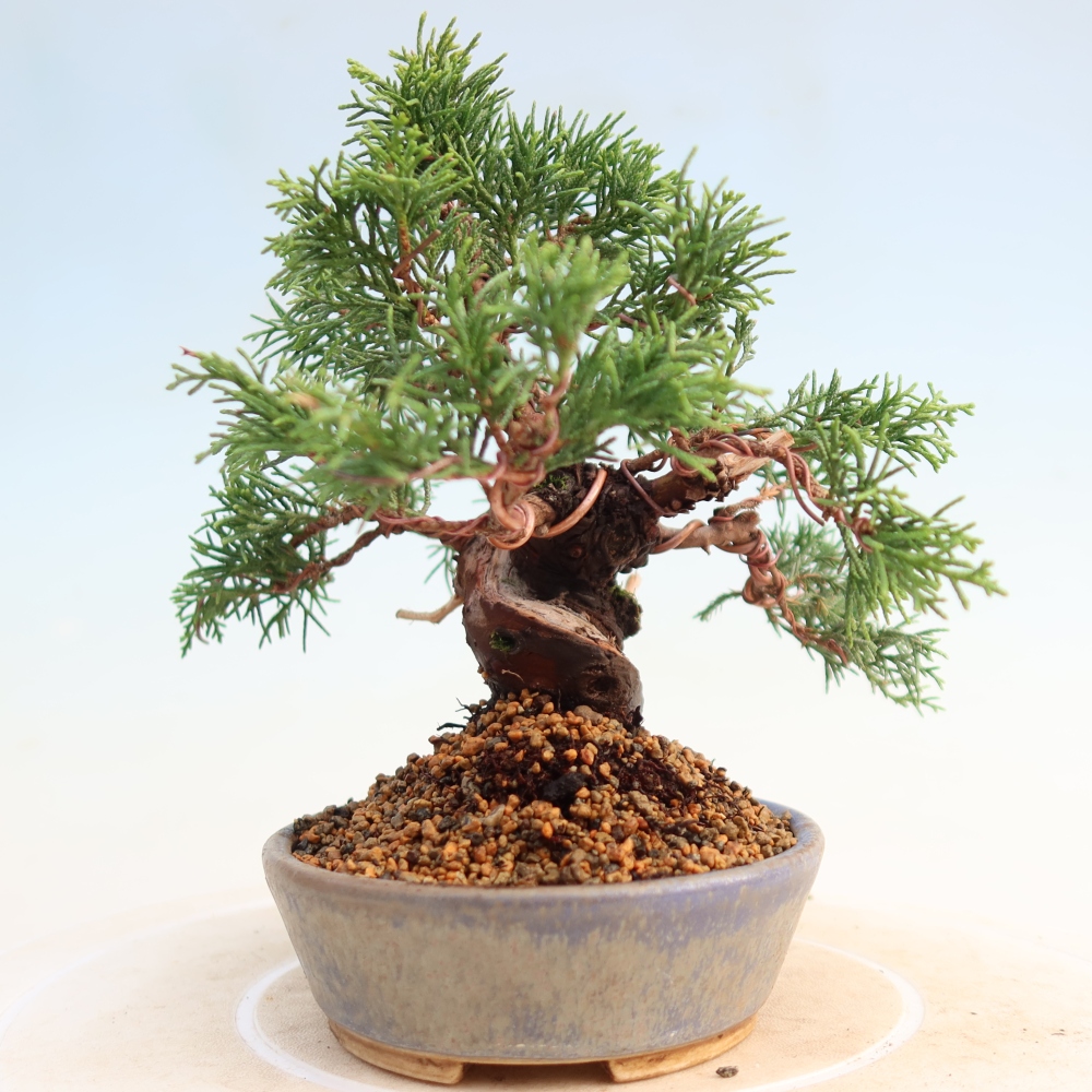 Bonsai voor buiten - Juniperus chinensis Itoigawa