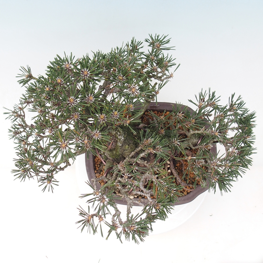 Bonsai voor buiten - Pinus thunbergii Kotobuki - Thunberg den