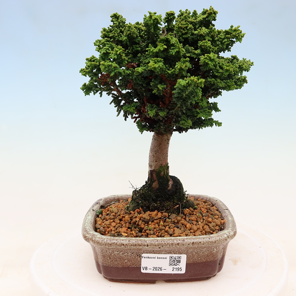 Bonsai voor buiten - Cham. obtusa SEKKA HINOKI - Cipres