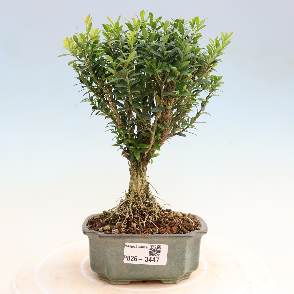 Kamerbonsai - Buxus harlandii - kurk buxus