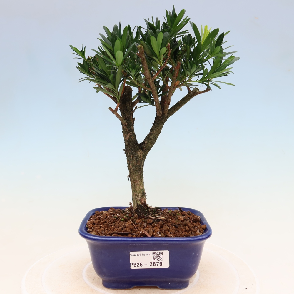 Kamerbonsai - Podocarpus - Taxus