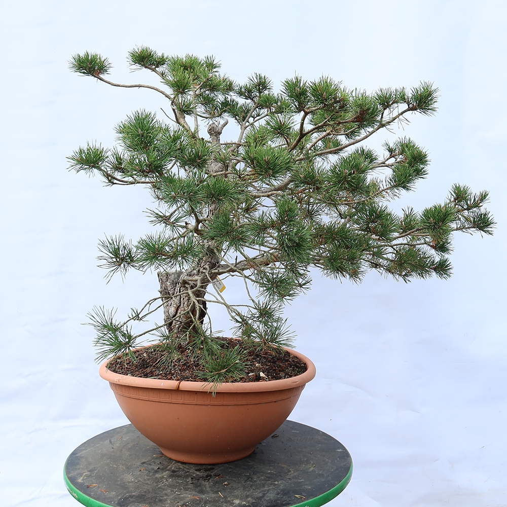 Pinus sylvestris Spanje - grove den