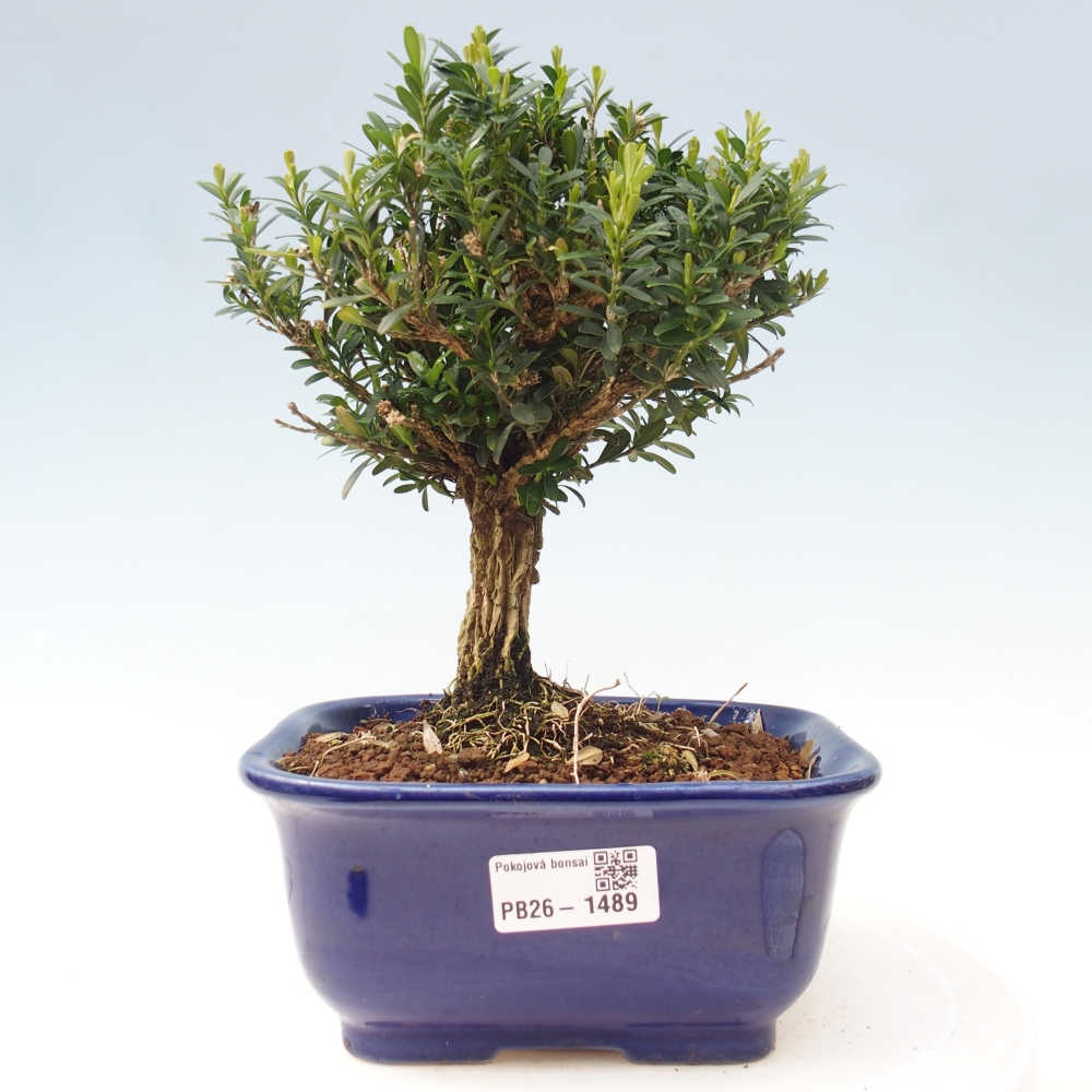 Kamerbonsai - Buxus harlandii - kurk buxus