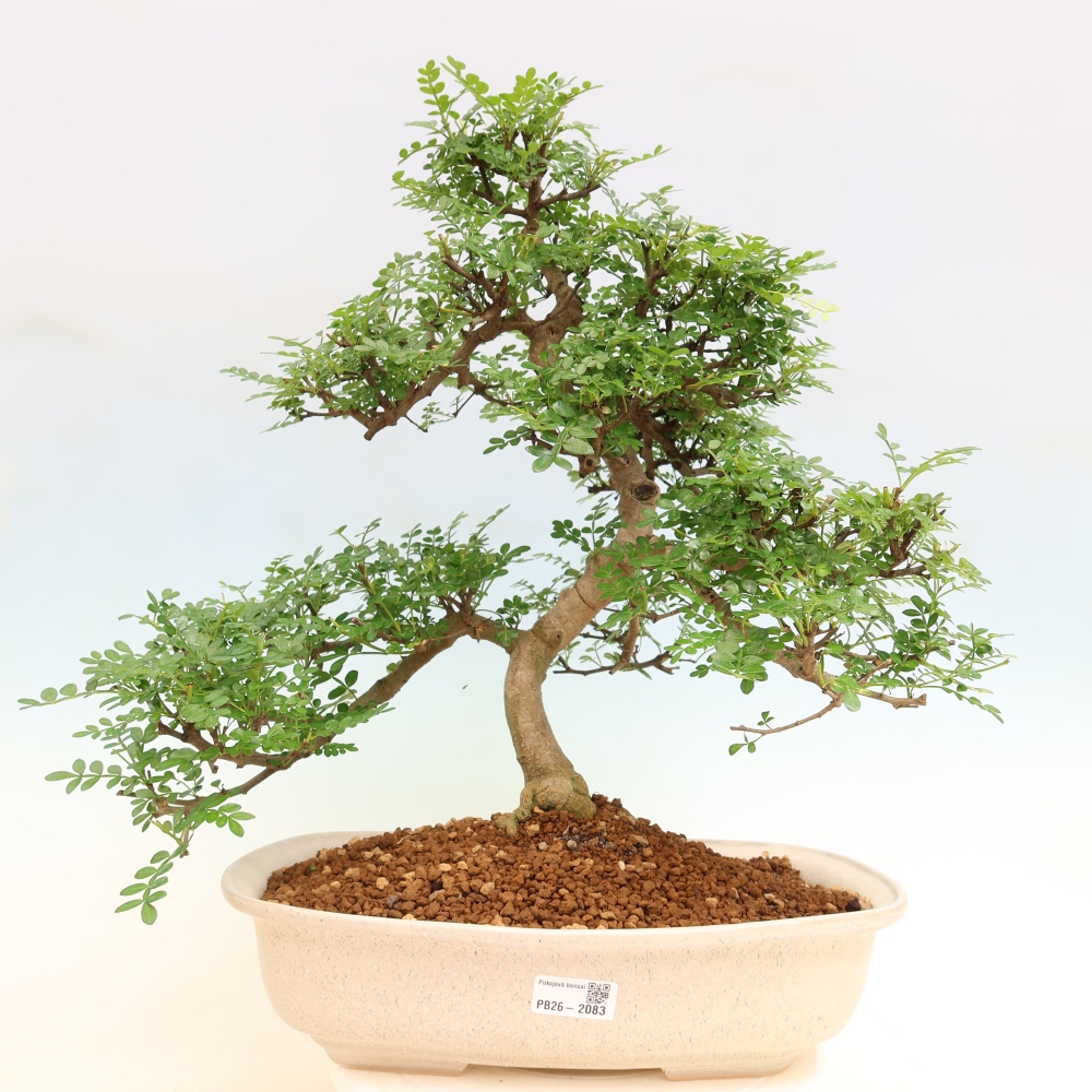 Kamerbonsai - Zantoxylum piperitum - peperboom