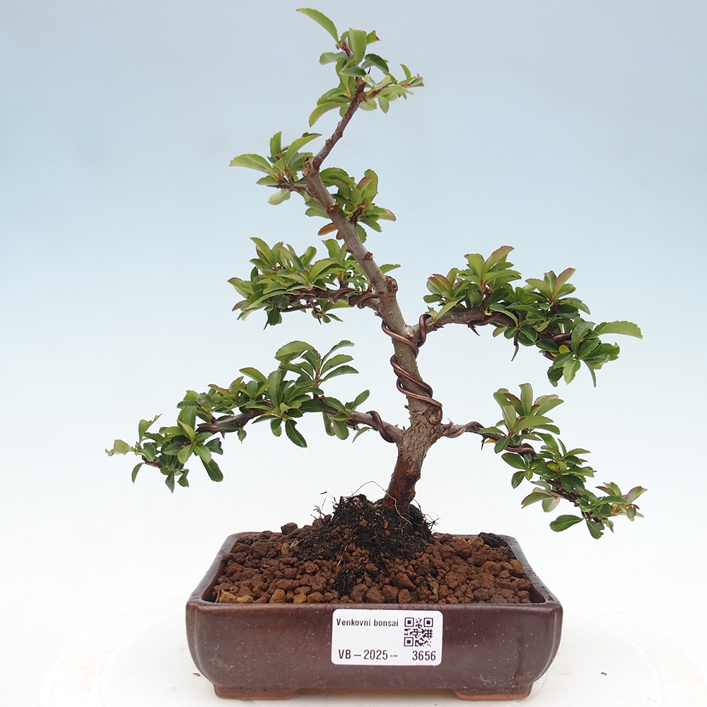 Bonsai-Pyracantha Teton voor buiten -Hlox