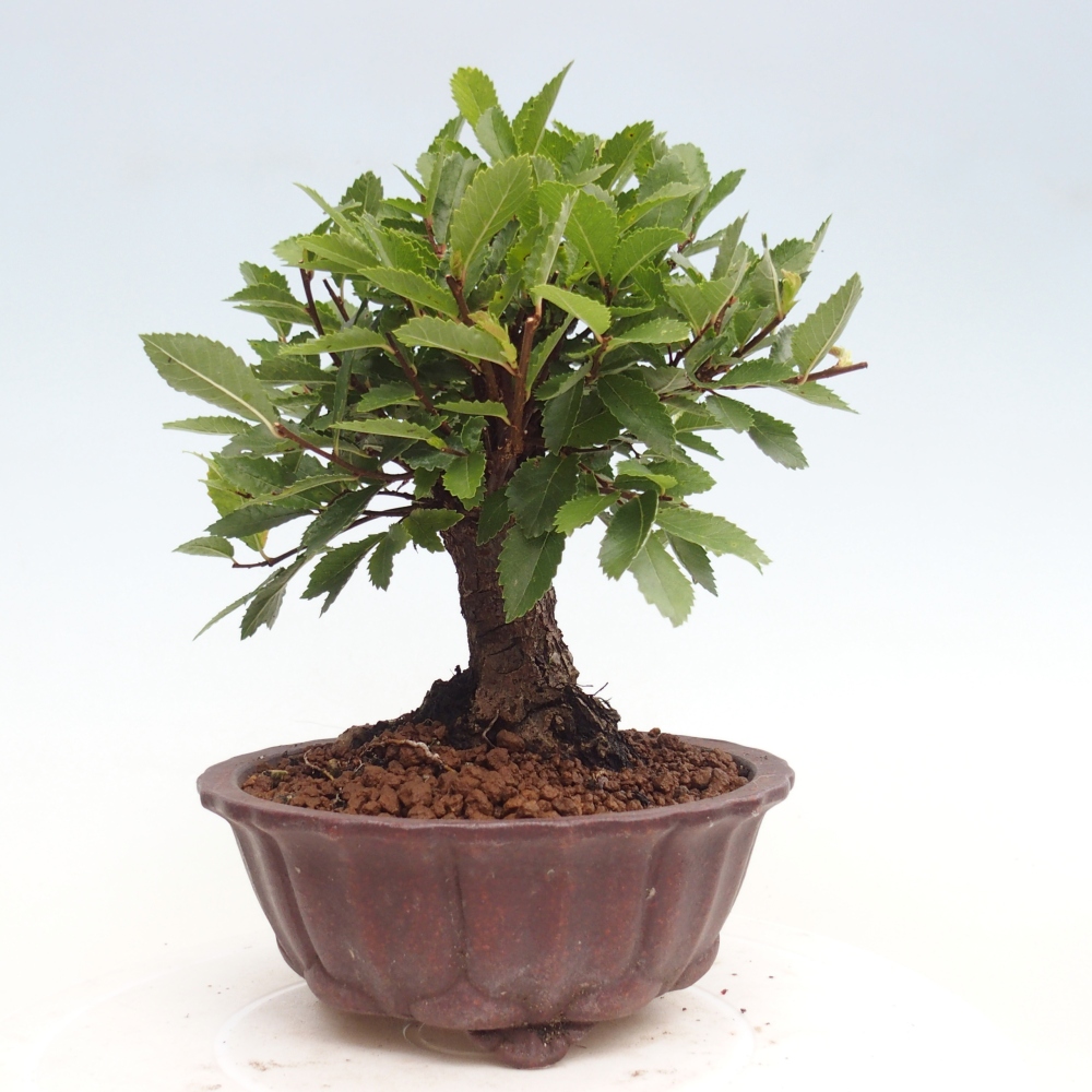 Bonsai voor buiten - Zelkova - Zelkova NIRE