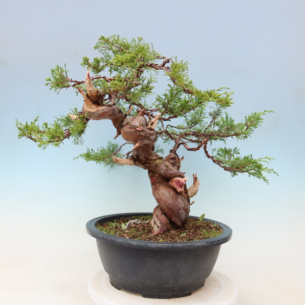 Bonsai voor buiten - Juniperus chinensis Itoigawa-Juniperus chinensis