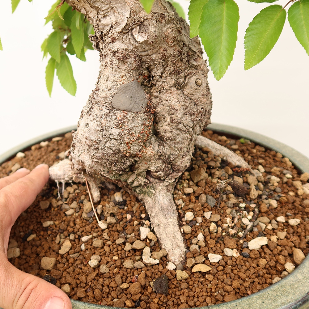 Bonsai voor buiten -Carpinus Coreana - Koreaanse haagbeuk