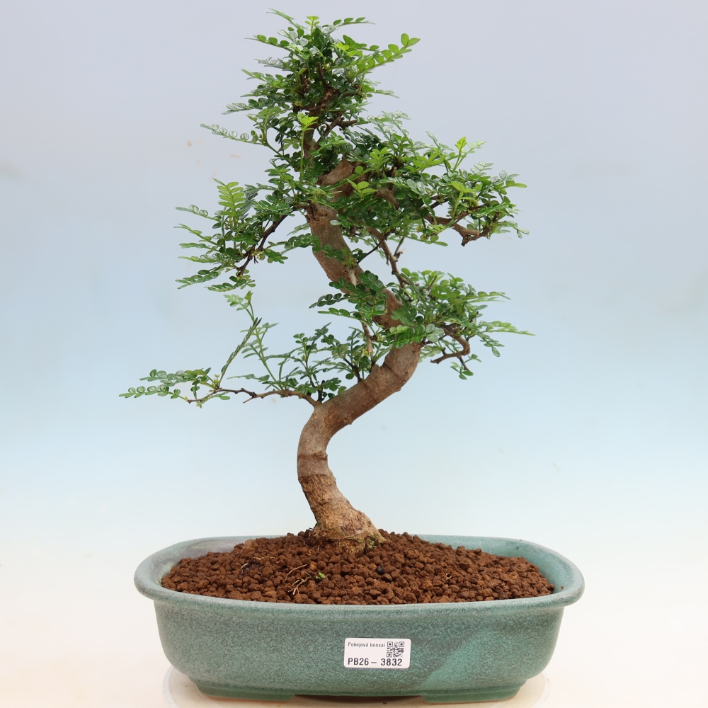 Kamerbonsai - Zantoxylum piperitum - peperboom