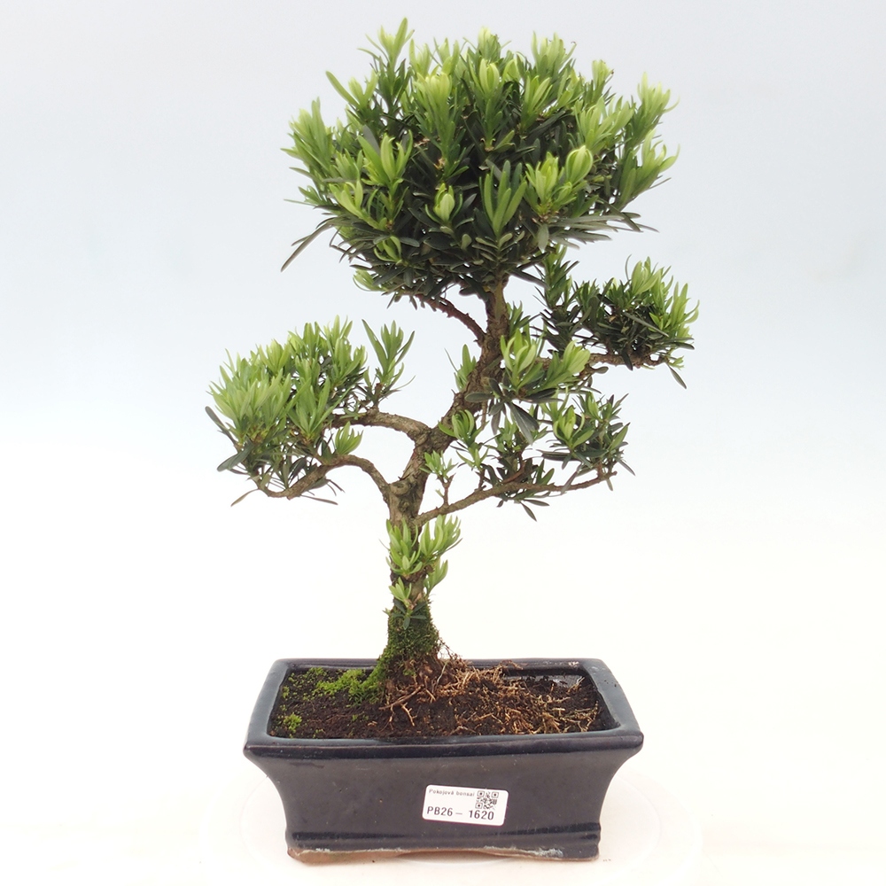 Kamerbonsai - Podocarpus - Taxus