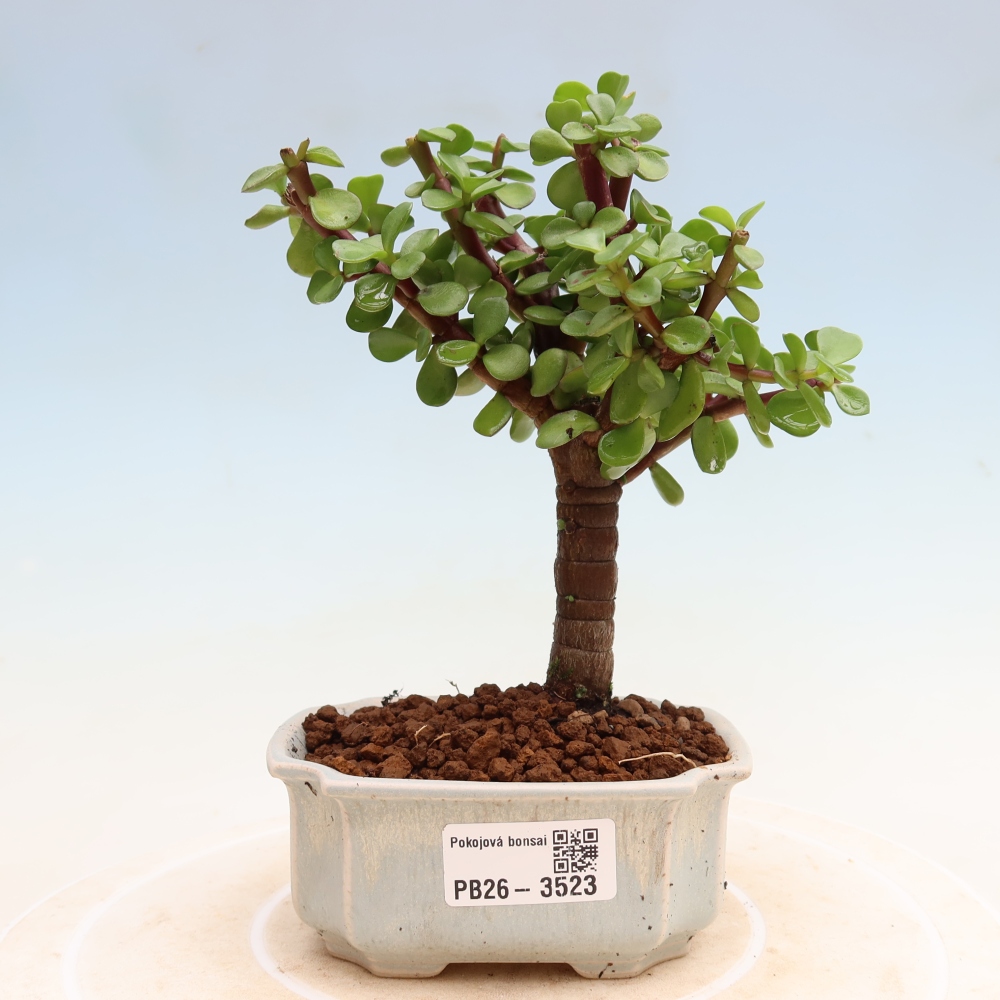 Kamerbonsai - Portulakaria Afra - Tlustice