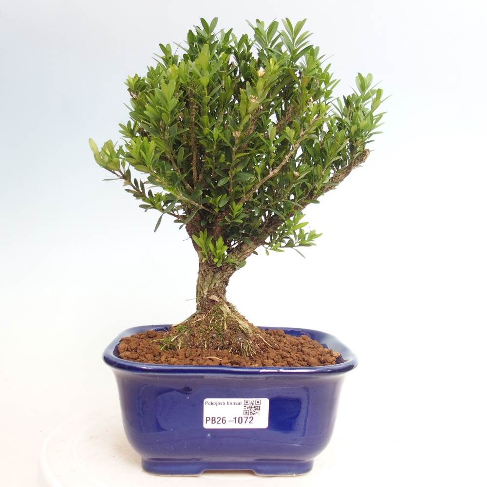 Kamerbonsai - Buxus harlandii - kurk buxus
