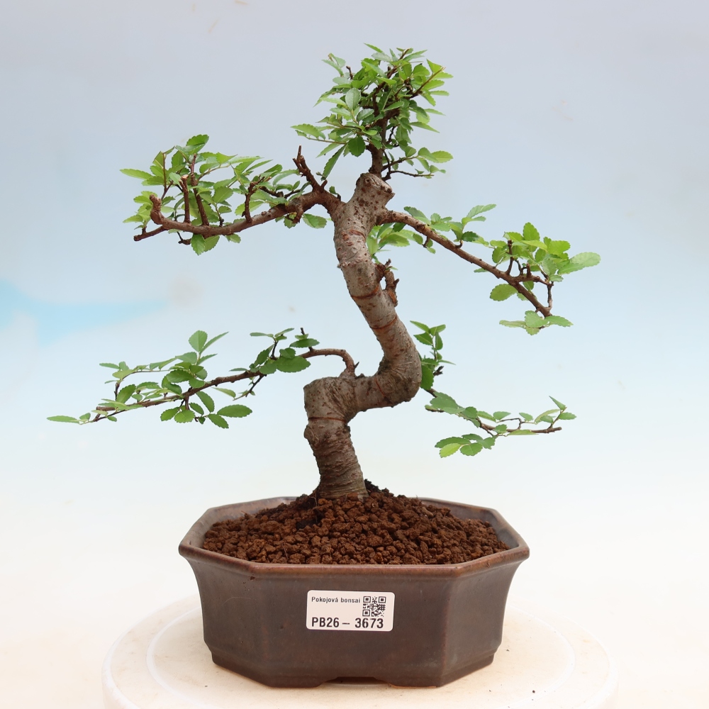 Kamerbonsai - Ulmus parvifolia - Winteriep