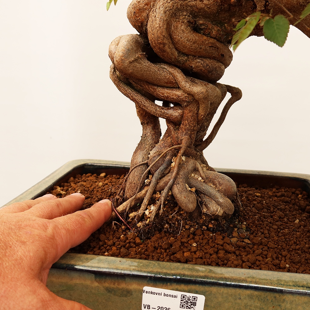 Bonsai voor buiten -Carpinus Coreana - Koreaanse haagbeuk
