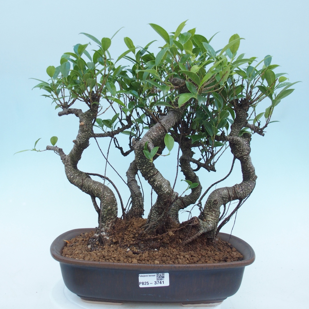Kamerbonsai - Ficus kimmen - kleinbladige ficus