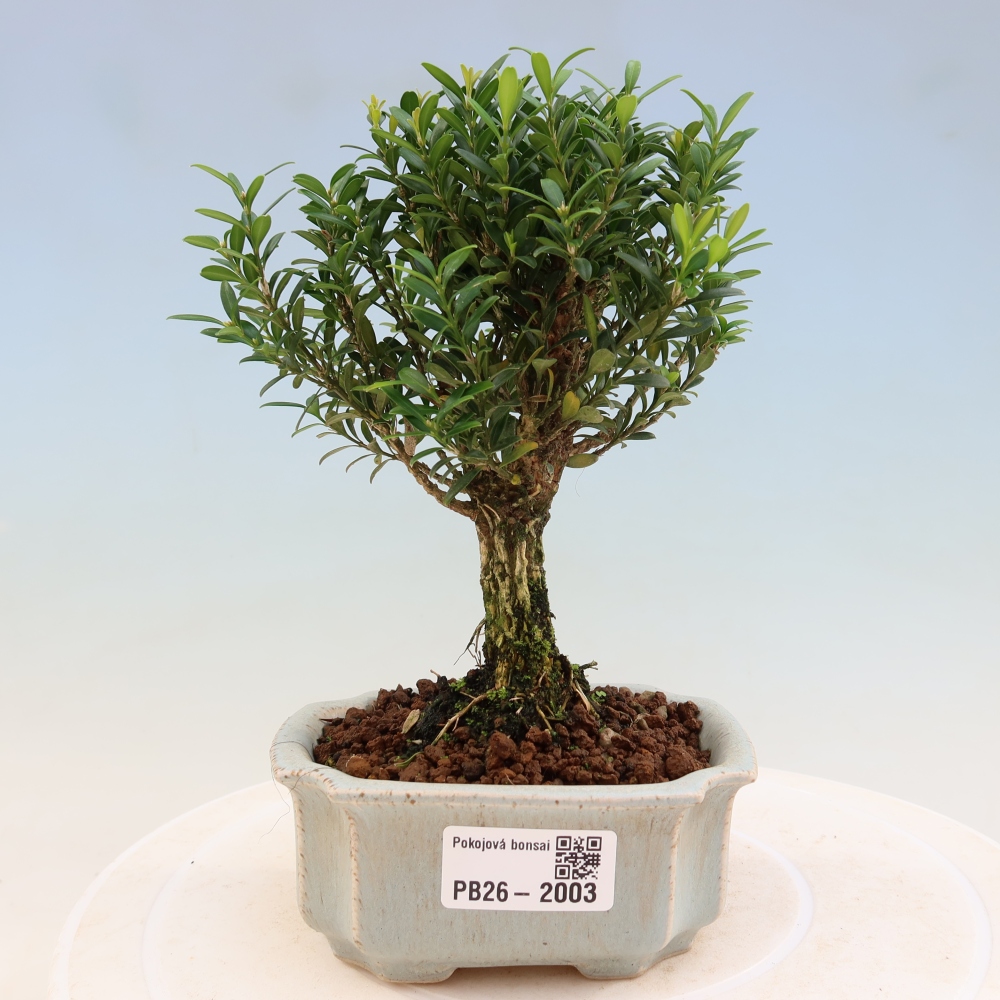 Kamerbonsai - Buxus harlandii - kurk buxus