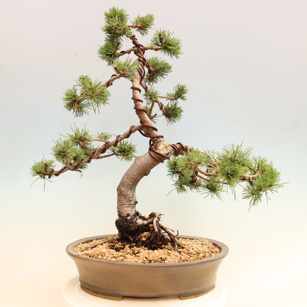 Bonsai voor buiten - Pinus mugo Humpy  - Bergden