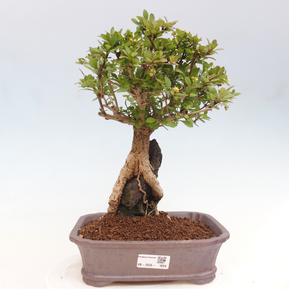 Bonsai voor buiten - Berberis coreana