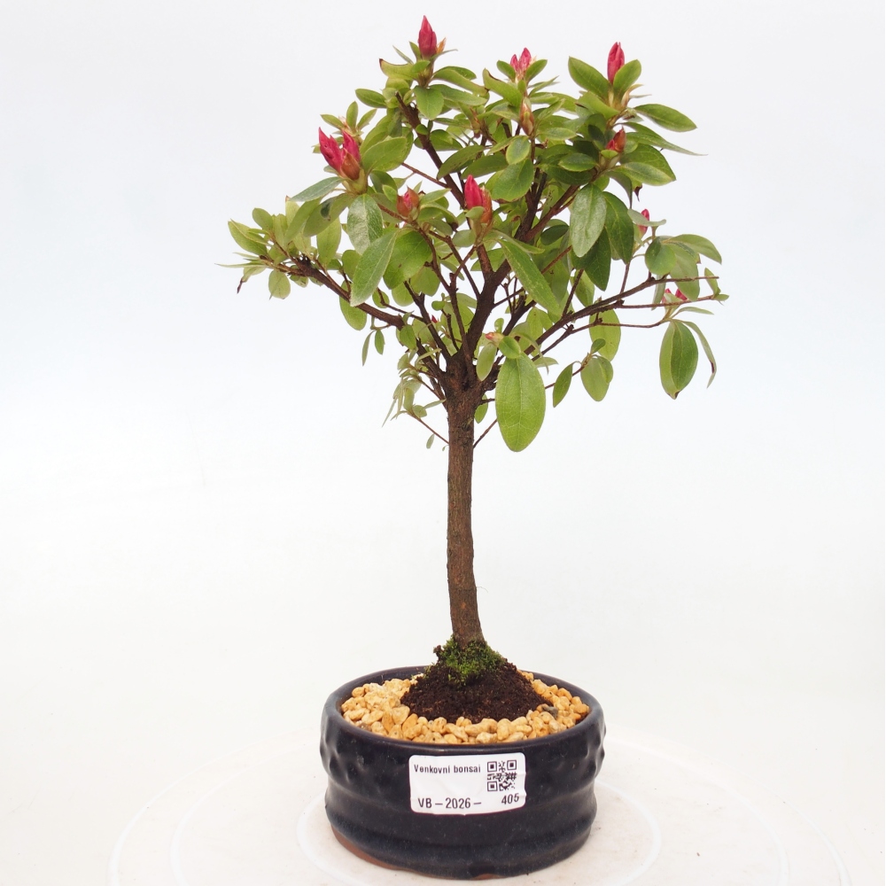 Bonsai voor buiten - Japanse azalea - Azalea sp.