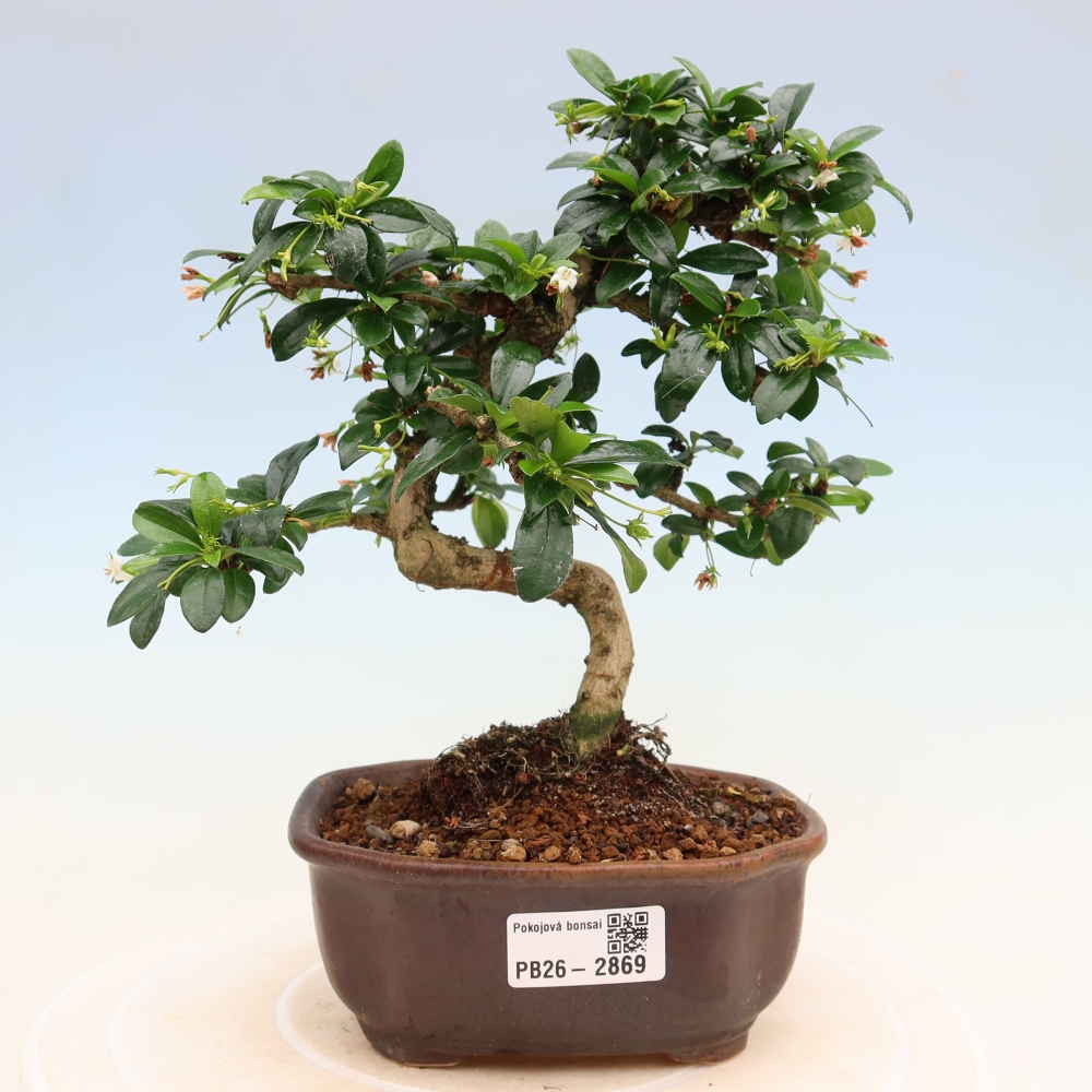 Kamerbonsai - Carmona macrophylla - Thee fuki