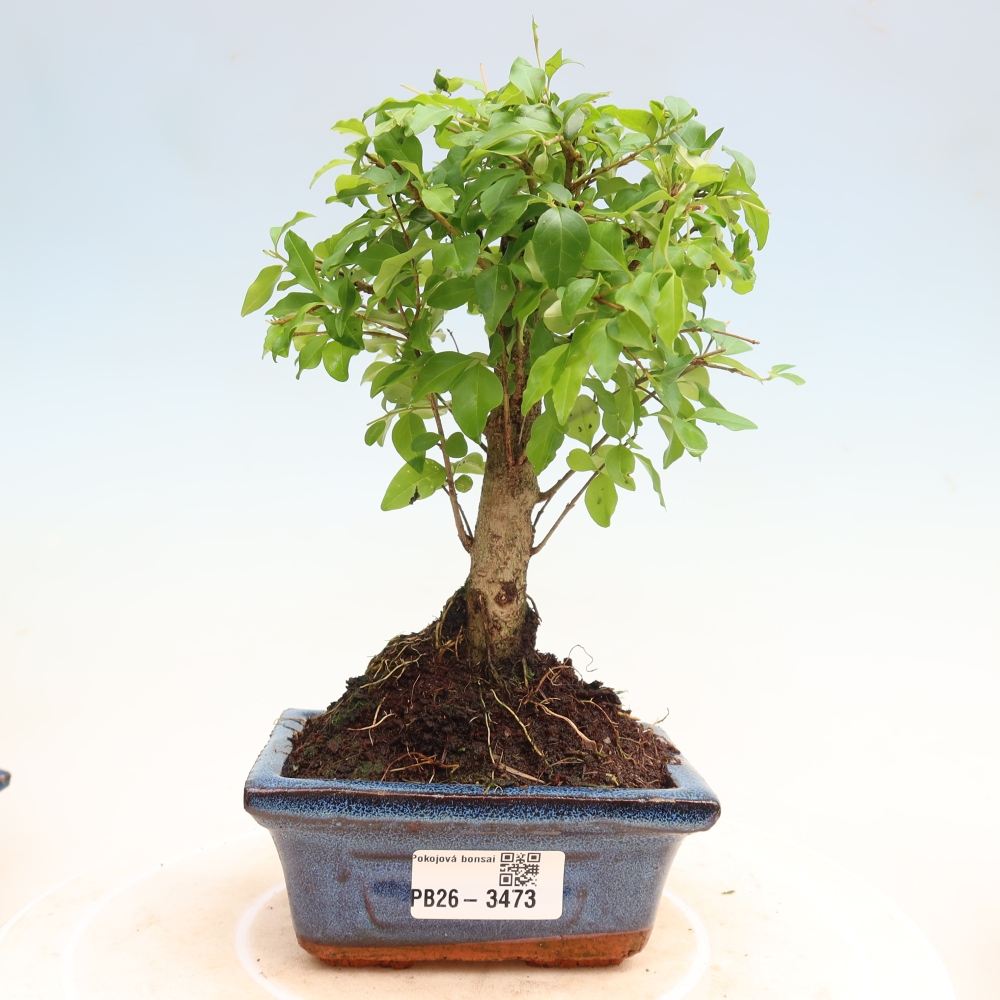 Kamerbonsai -Ligustrum chinensis - Vogelsnavel