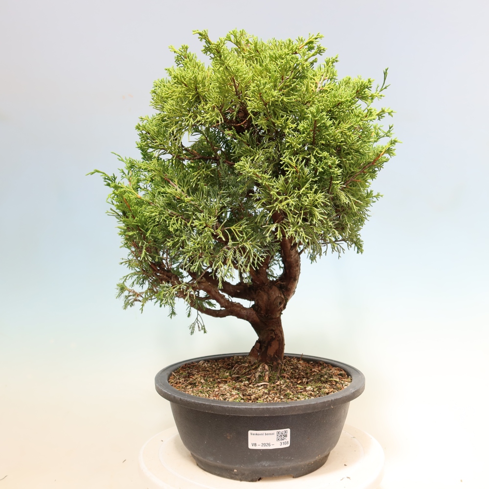 Bonsai voor buiten - Juniperus chinensis Itoigawa-Juniperus chinensis