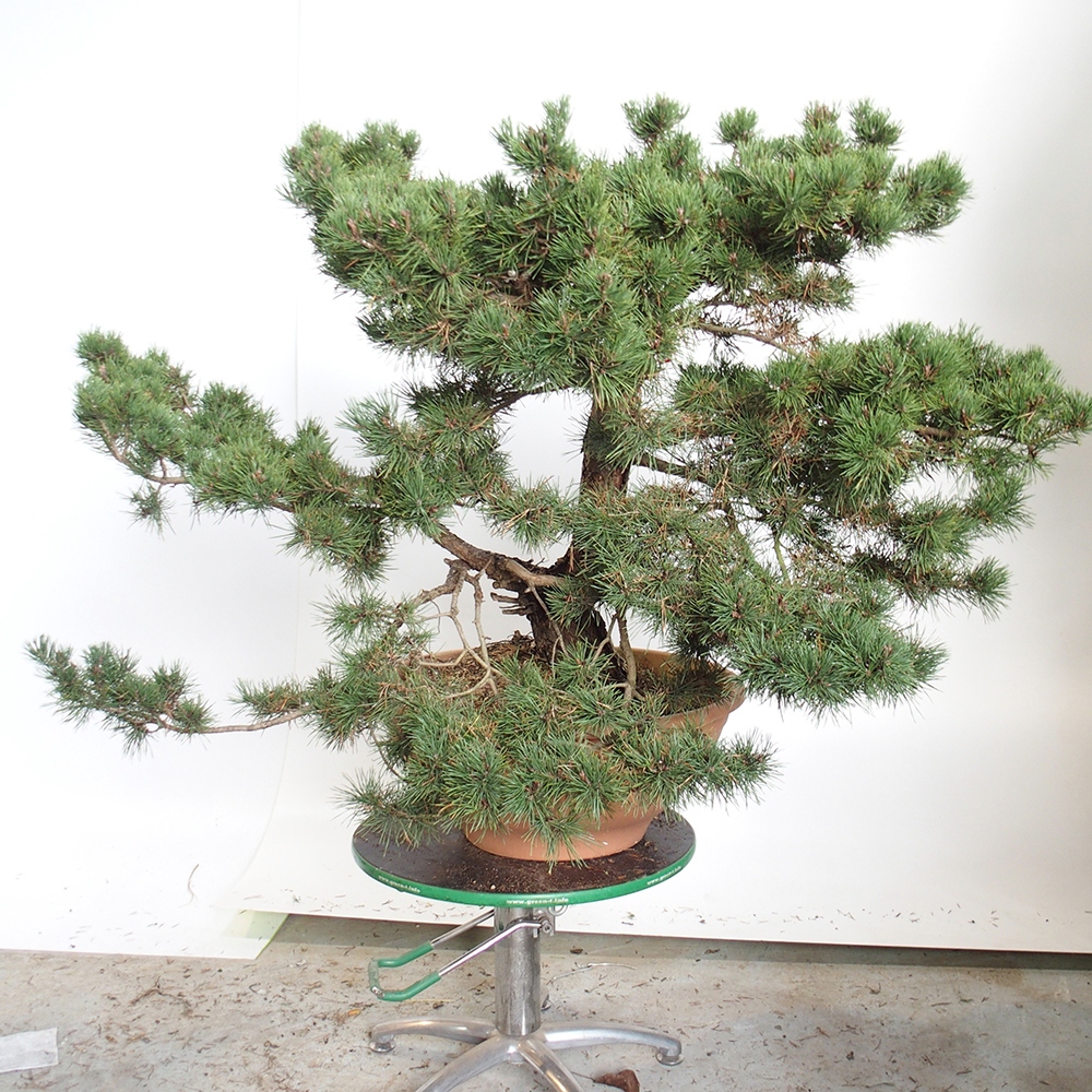 Yamadori - Pinus sylvestris Spanje