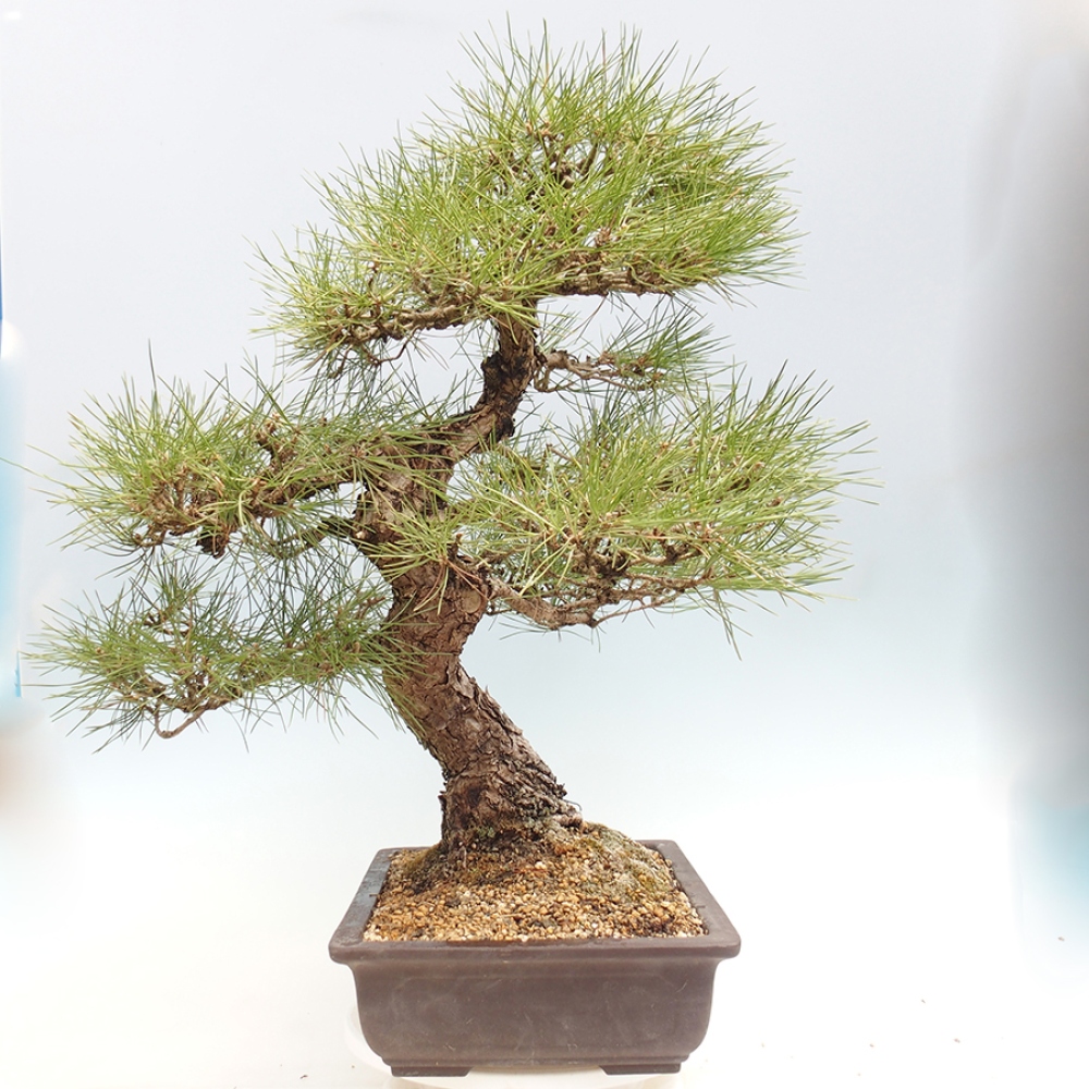 Bonsai voor buiten - Pinus thunbergii - Thunberg den