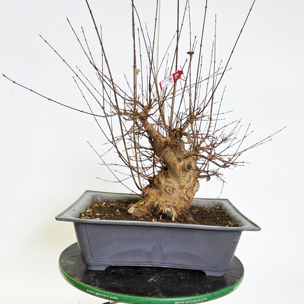 Bonsai esdoorn voor buiten - Acer Burgeriana