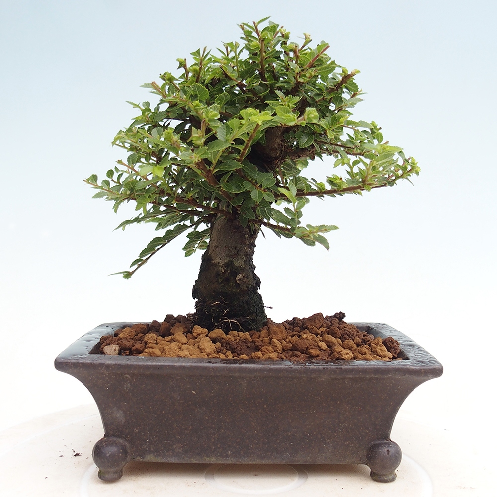 Bonsai voor buiten - Ulmus parvifolia Hokkaido - Chinese iep