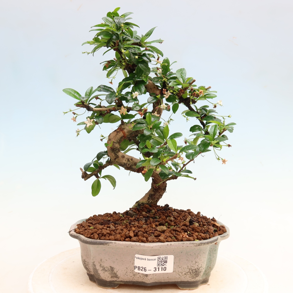 Kamerbonsai - Carmona macrophylla - Thee fuki