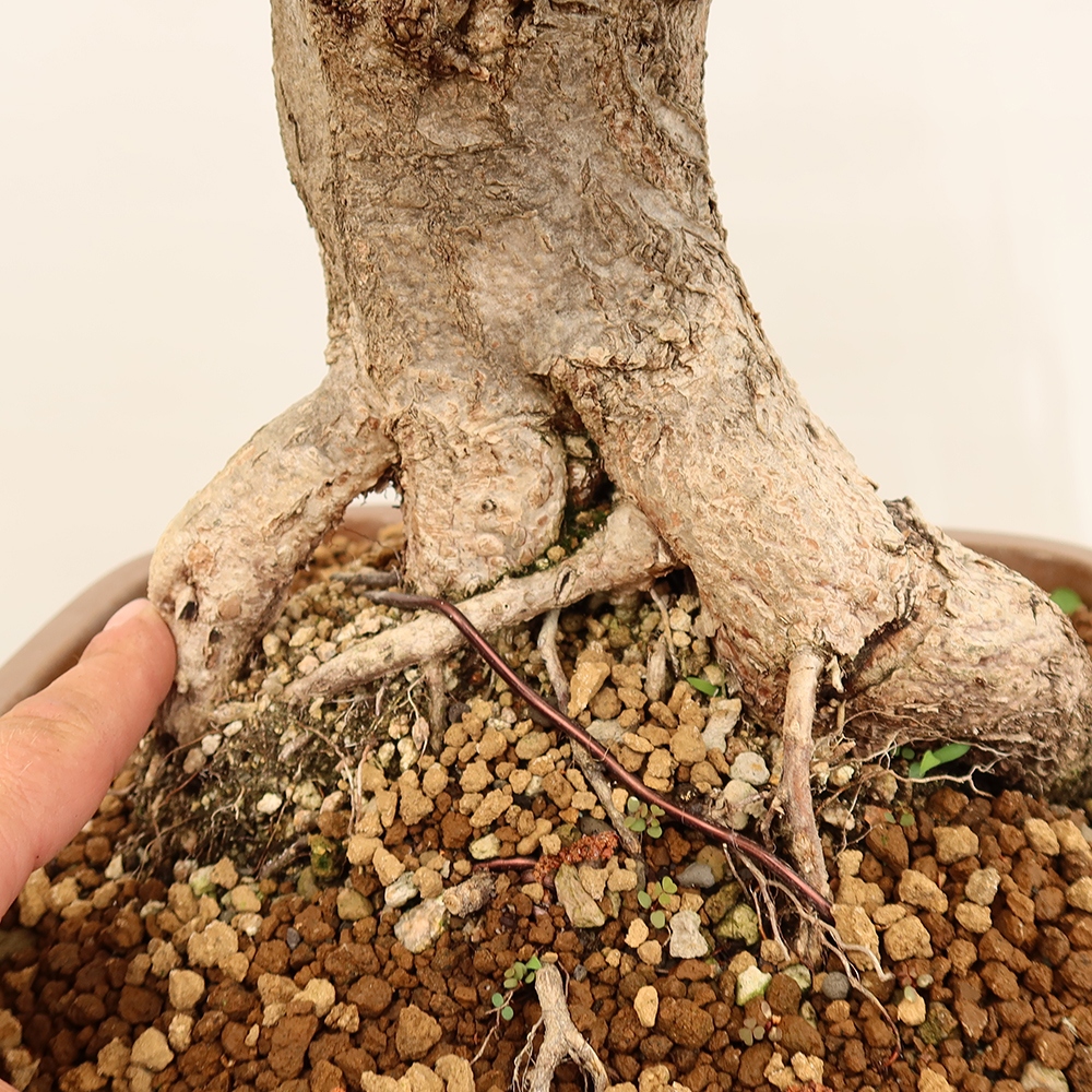 Bonsai voor buiten -Carpinus Coreana - Koreaanse haagbeuk