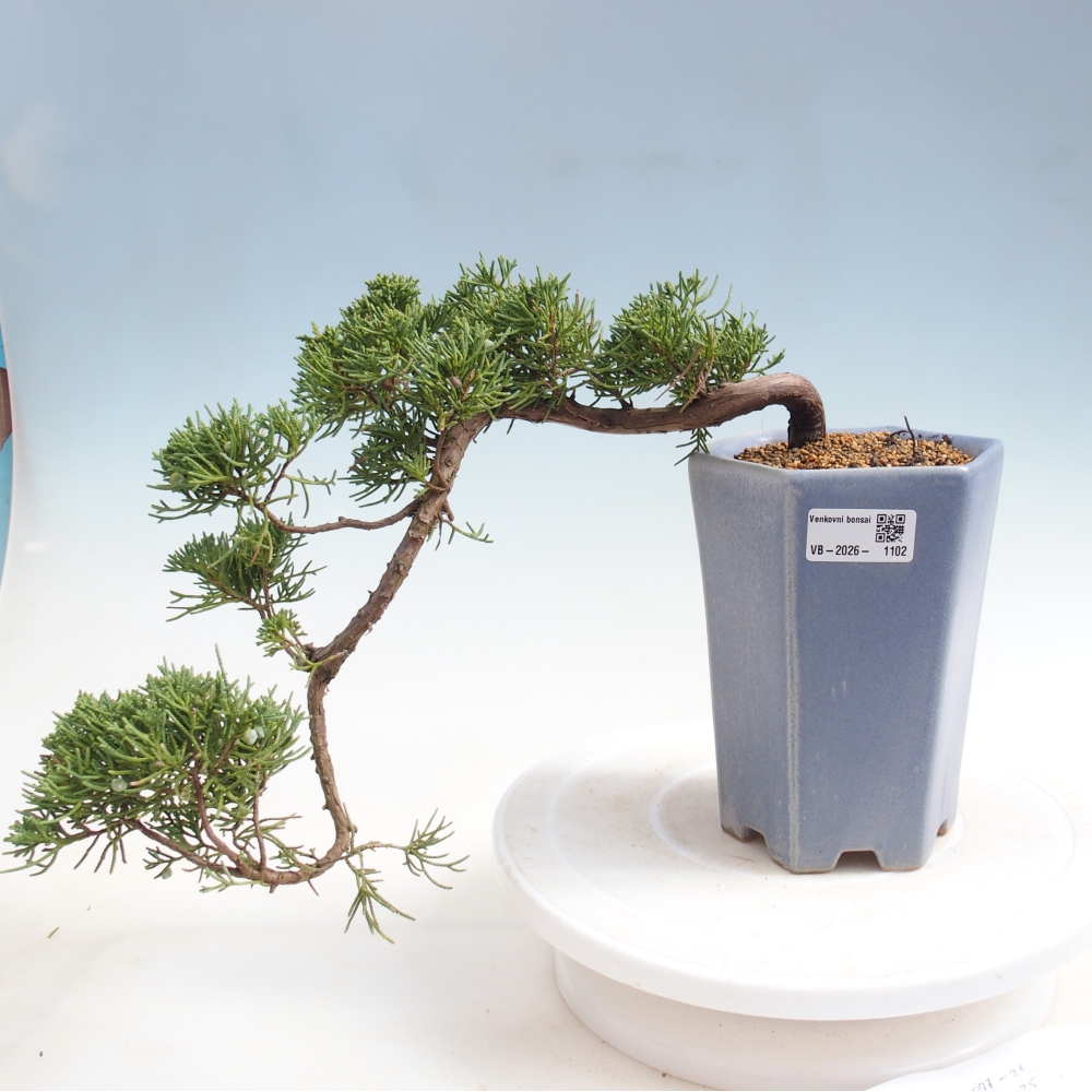 Bonsai voor buiten - Juniperus chinensis Kishu