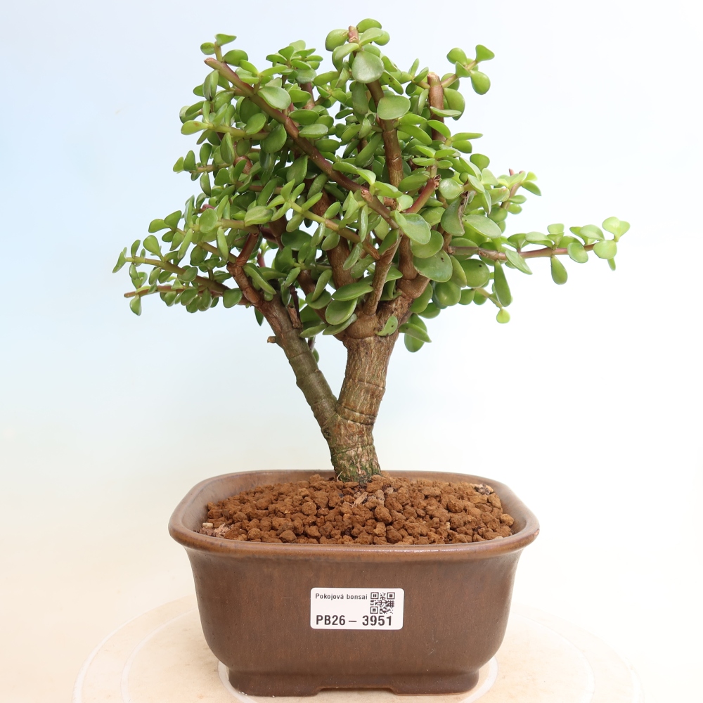 Kamerbonsai - Portulakaria Afra - Tlustice