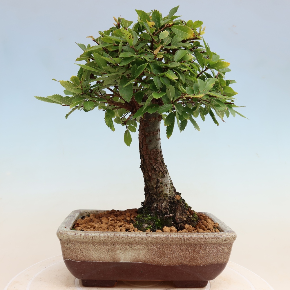 Bonsai voor buiten - Zelkova - Zelkova NIRE