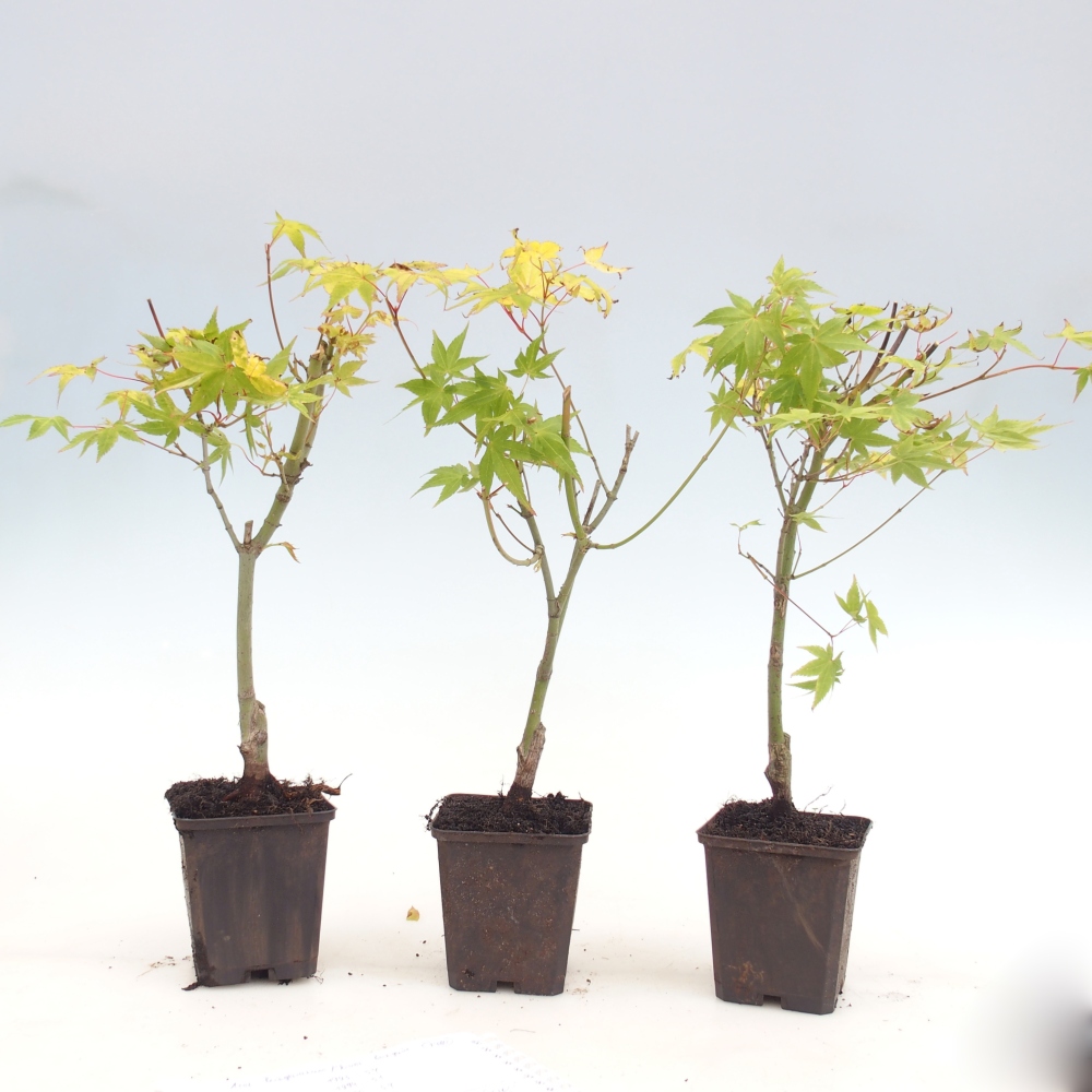 Bonsai voor buiten -Javor gouden palm - Acer palmatum Aureum in container