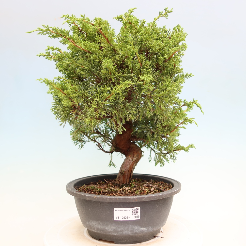 Bonsai voor buiten - Juniperus chinensis Itoigawa-Juniperus chinensis