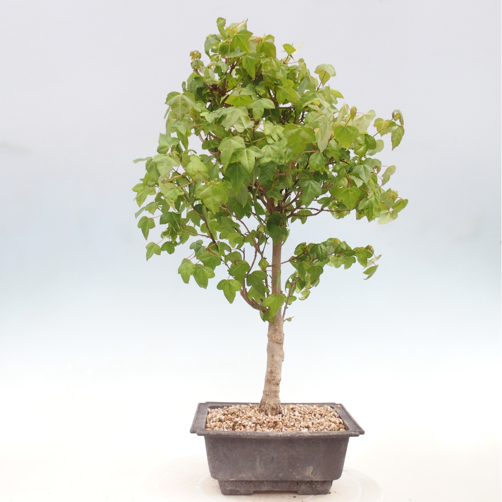 Bonsai voor buiten - Acer Buergerianum - Burgeresdoorn