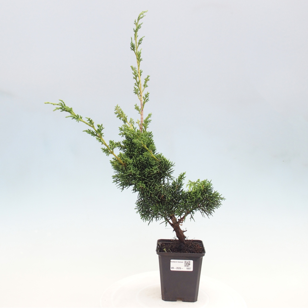 Bonsai voor buiten - Juniperus chinensis Kishu