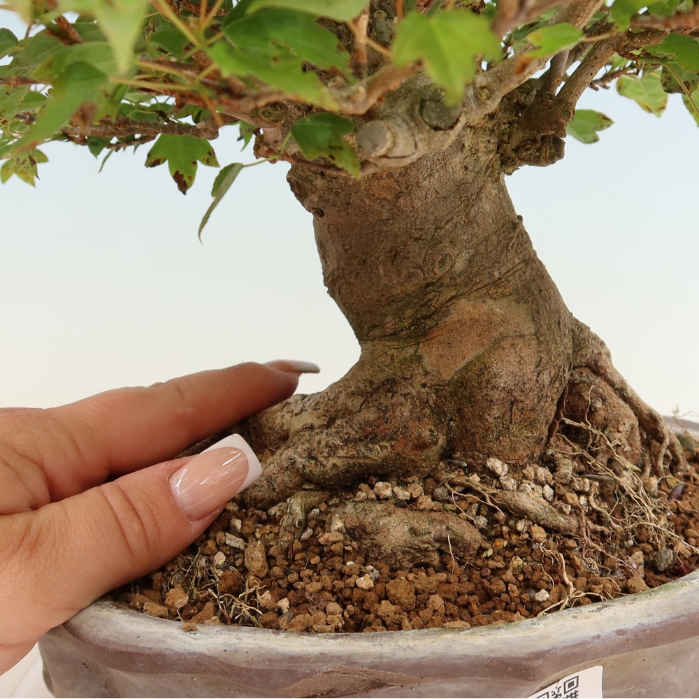 Bonsai voor buiten - Esdoorn Burger - Acer Burgerianum