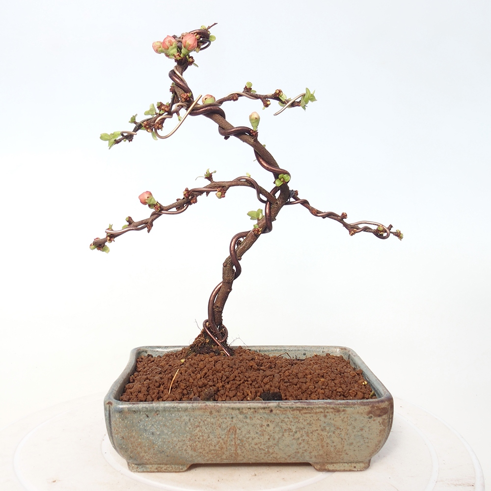 Bonsai voor buiten - Chaneomeles s. Red Joy - Kweepeer