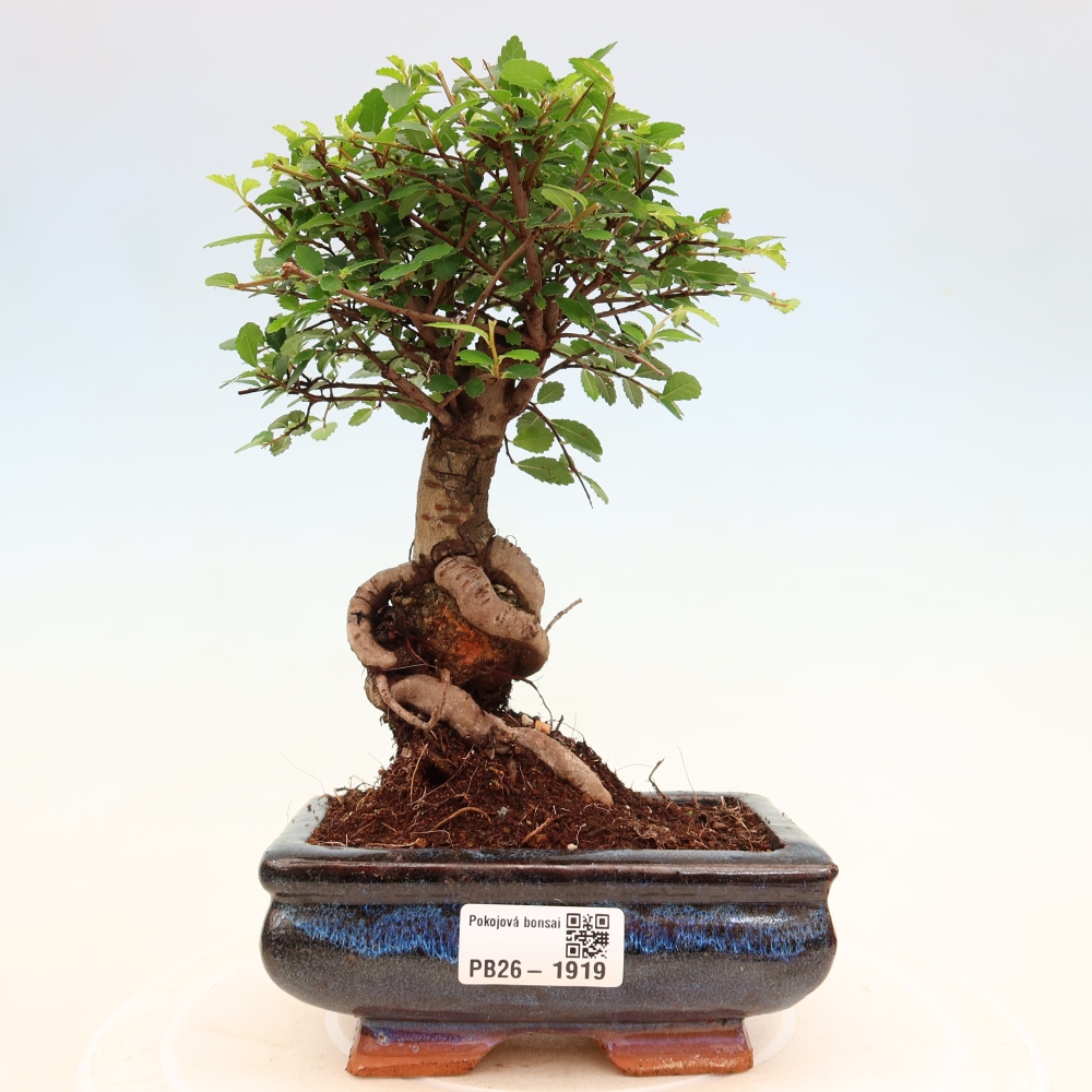 Kamerbonsai - Ulmus parvifolia - Winteriep